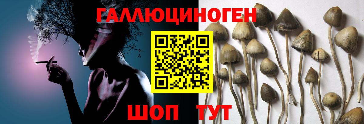Галлюциногенные грибы MAGIC MUSHROOMS  Вход с VPN  Кизилюрт 